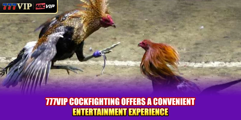 777VIP cockfighting offers a convenient entertainment experience