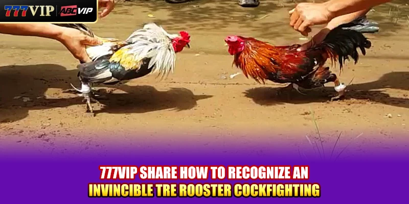 777VIP share how to recognize an invincible Tre Rooster Cockfighting