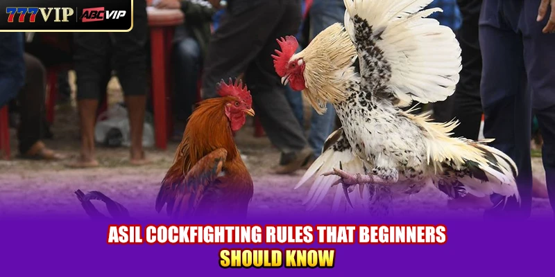 Asil Cockfighting rules that beginners should know