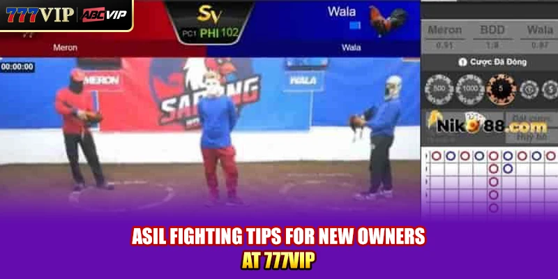 Asil Fighting tips for new owners at 777VIP