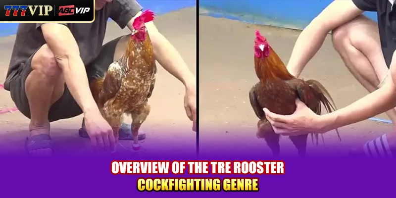 Overview of the Tre Rooster Cockfighting genre