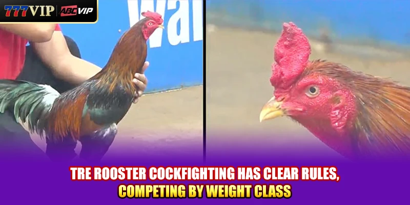 Tre Rooster Cockfighting has clear rules, competing by weight class