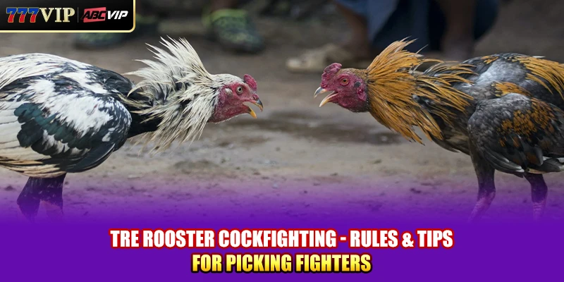 Tre Rooster Cockfighting - Rules & Tips for Picking Fighters
