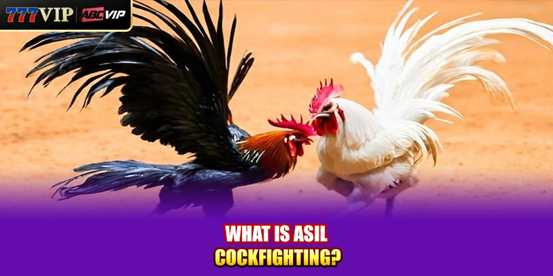 What is Asil Cockfighting?