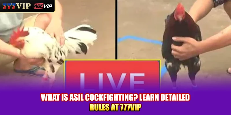 What is Asil Cockfighting? Learn Detailed Rules at 777VIP
