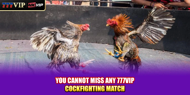 You cannot miss any 777VIP cockfighting match